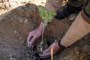 طرح کاشت هشت‌میلیون درخت در قم طبق برنامه پیش‌ می‌رود