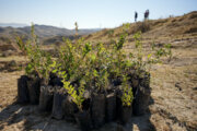 ۱۰ هزار هکتار زمین برای زراعت چوب در دزفول پهنه بندی شد