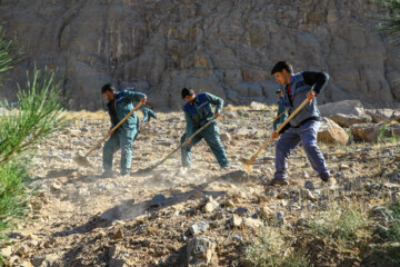 آغاز ۲۰ هکتار درختکاری در کرمان