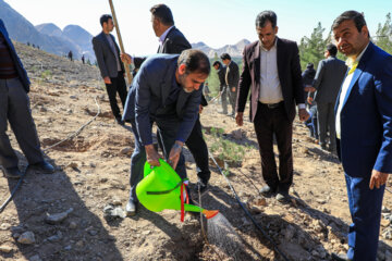 طرح درختکاری در کرمان