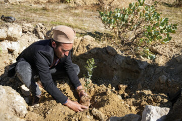 کاشت ۲ میلیون  اصله نهال در گچساران