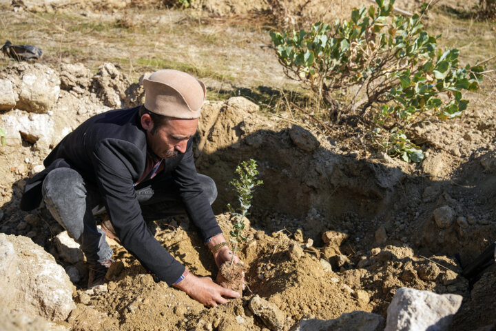 کاشت ۲ میلیون اصله نهال در گچساران