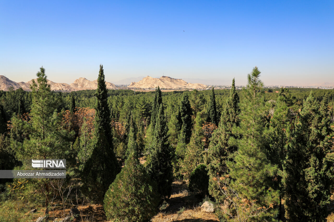 قبای سبز درختکاری بر تَن فارس؛‌پیوستن حوزه‌های علمیه به طرح ملی کاشت درخت