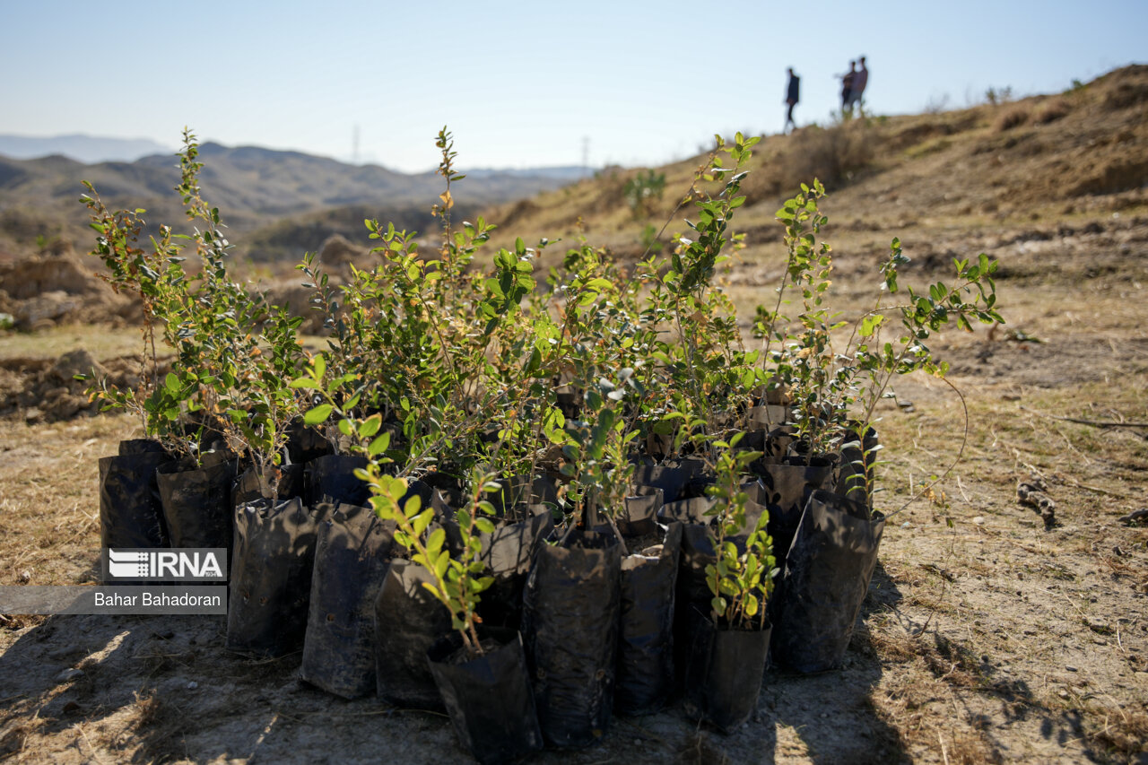احیای نهالستان‌های کشور با اجرای طرح کاشت یک میلیارد درخت