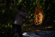 خرمای خاوران