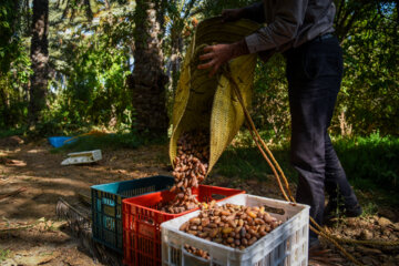 خرمای خاوران