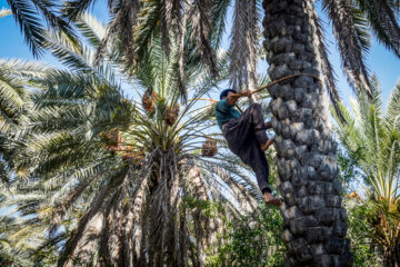 خرمای خاوران
