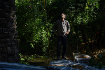 خرمای خاوران