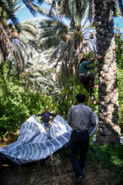 خرمای خاوران