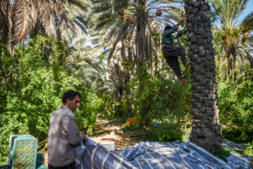 Dattes dans le sud de l'Iran