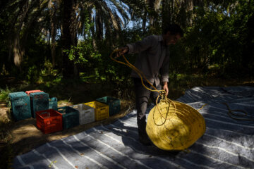 خرمای خاوران