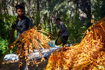 Dattes dans le sud de l'Iran