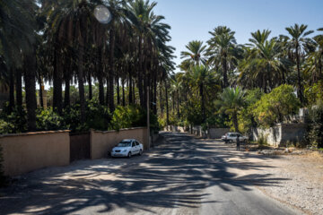 خرمای خاوران