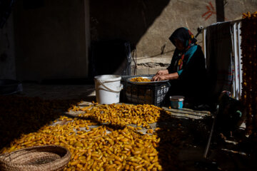 خرمای خاوران
