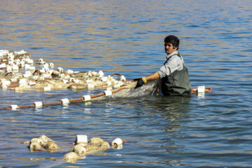 ماهگیری در دریاچه سد مهاباد