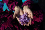 Iran removes tariffs on saffron exports