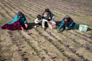 پیش‌بینی افزایش ۱۵ درصدی کشت زعفران در آزادشهر