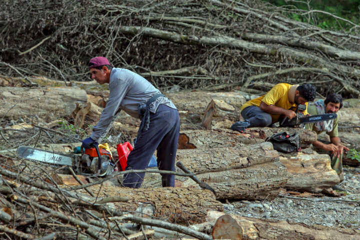 جنگلهای کشور در آستانه فروپاشی/ با گردشگری مسئولانه مراقب این اکوسیستم باشیم