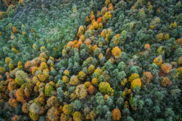 Espectáculo de color cuando el otoño llega a Mazandarán