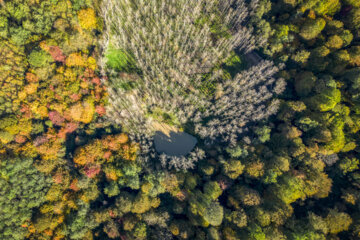 Espectáculo de color cuando el otoño llega a Mazandarán