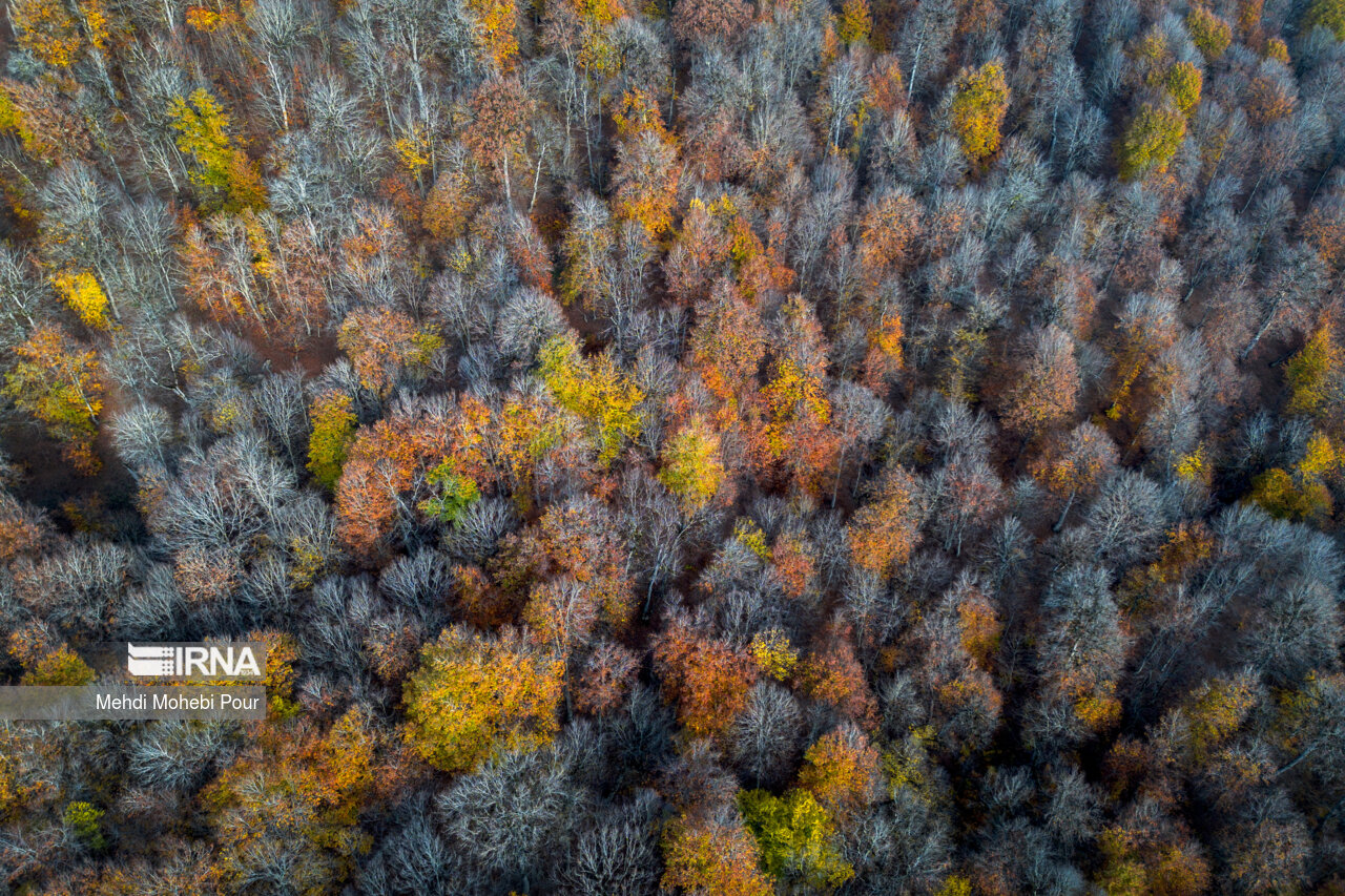 فصل هزار رنگ پاییز