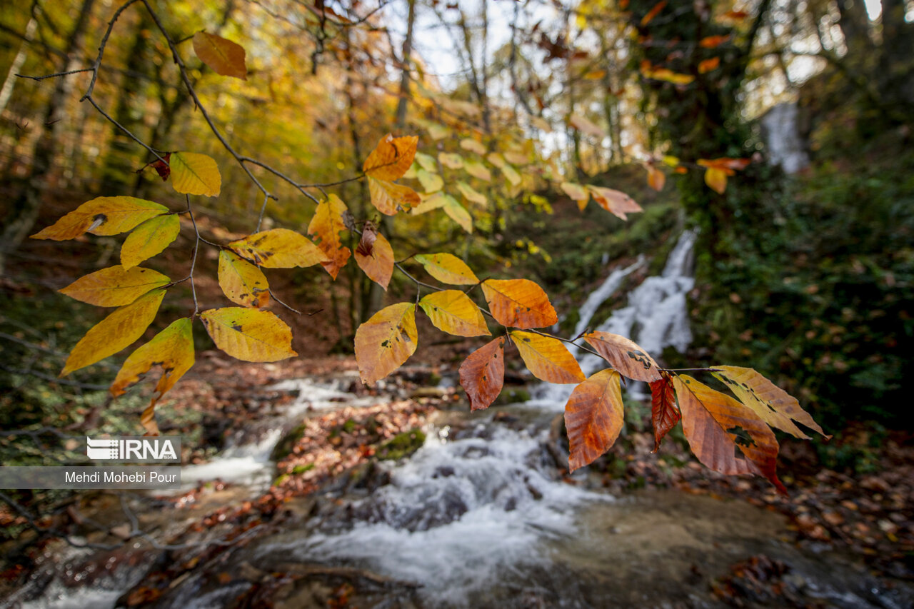 فصل هزار رنگ پاییز