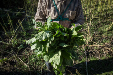 Cultivation and processing of Tobacco