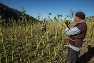 Cultivation and processing of Tobacco