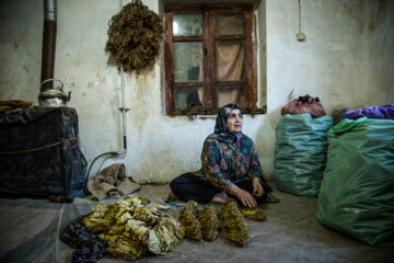 Cultivation and processing of Tobacco