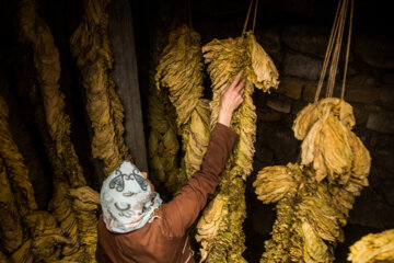 Cultivation and processing of Tobacco