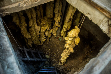 Cultivation and processing of Tobacco