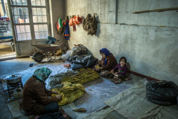 Cultivation and processing of Tobacco