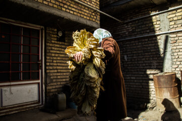 Cultivation and processing of Tobacco