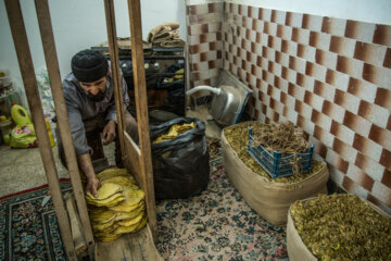 Cultivation and processing of Tobacco