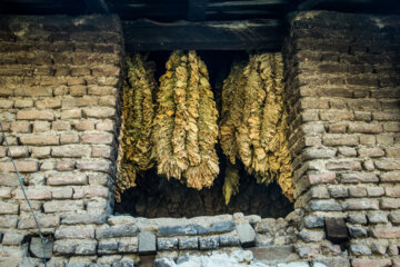 کشت و فرآوری توتون در روستای تاشته