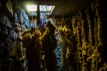 Cultivation and processing of Tobacco