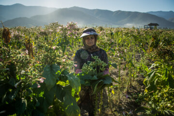 Cultivation and processing of Tobacco