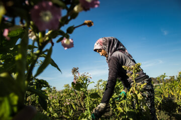 Cultivation and processing of Tobacco