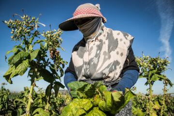 Cultivation and processing of Tobacco