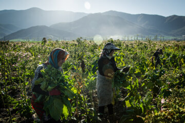 Cultivation and processing of Tobacco