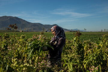 کشت و فرآوری توتون در روستای تاشته