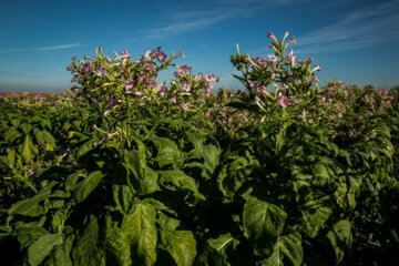 Cultivation and processing of Tobacco