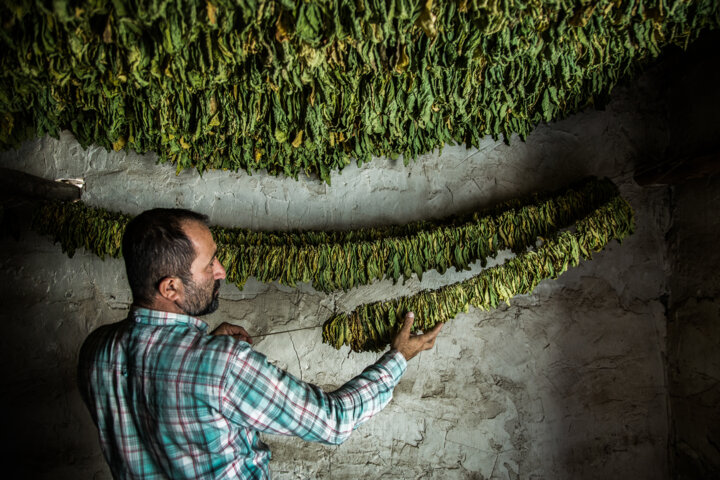 مالیات بر سیگار را افزایش ندهید، آینده ایران نگران کننده خواهد بود