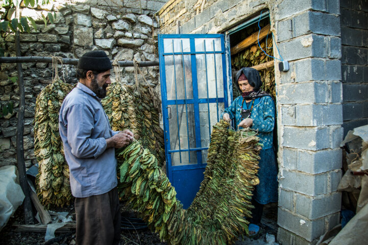کشت و فرآوری توتون