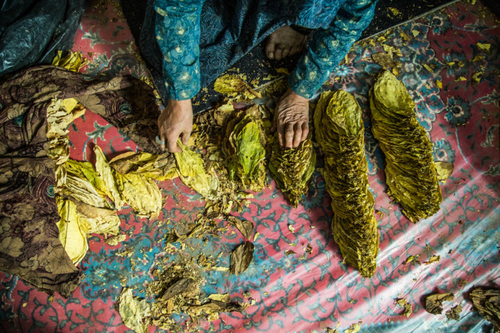 کشت و فرآوری توتون