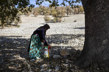 زنی از روستای چُنگ در حال جمع آوری بلوط 