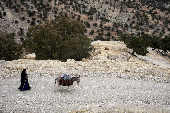 نانِ بلوط