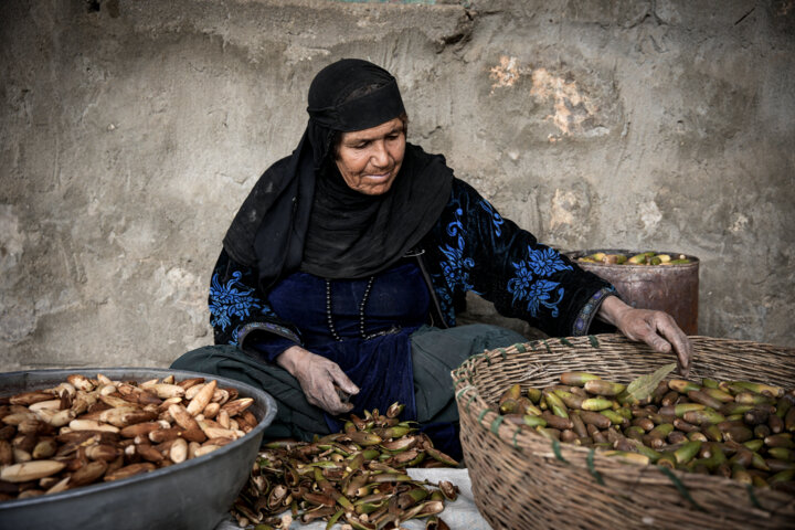 نانِ بلوط