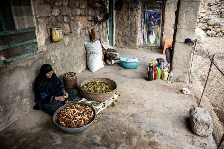 نانِ بلوط