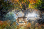 Persian fallow deer